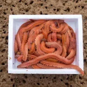 Lugworm mu Sülünez mi? Hangi Avda Hangisi Daha Etkili? Lugworm mu Sülünez mi? Hangi Avda Hangisi Daha Etkili?